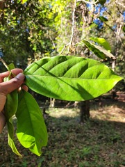 Aporosa cardiosperma