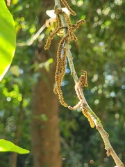 Aporosa cardiosperma, photograph (c) Pranav Chandra Bose, some rights reserved (CC BY)