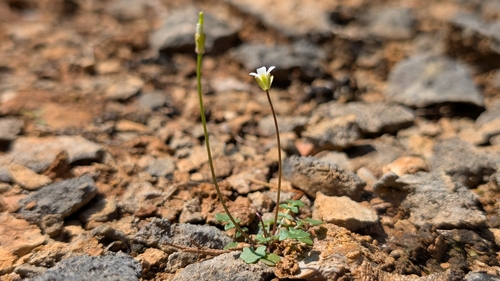 Michaux's Gladecress (Leavenworthia uniflora)