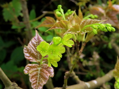 Acer caudatifolium