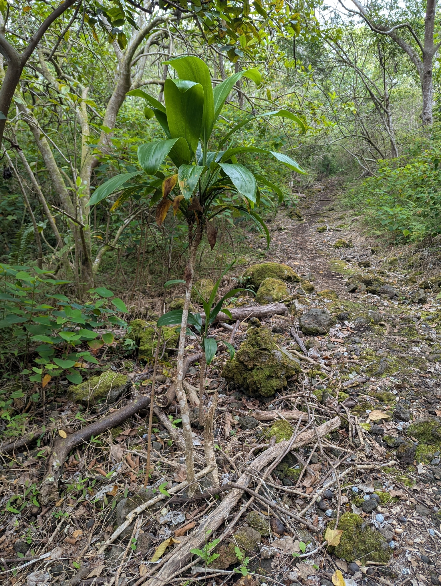 Ti (Cordyline fruticosa)