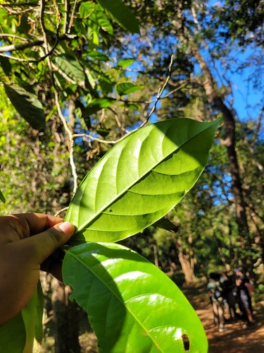 Aporosa cardiosperma, photograph 3