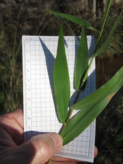 Dichanthelium sphaerocarpon