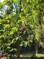 Aporosa cardiosperma, photograph (c) Pranav Chandra Bose, some rights reserved (CC BY)