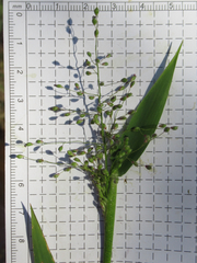 Dichanthelium sphaerocarpon