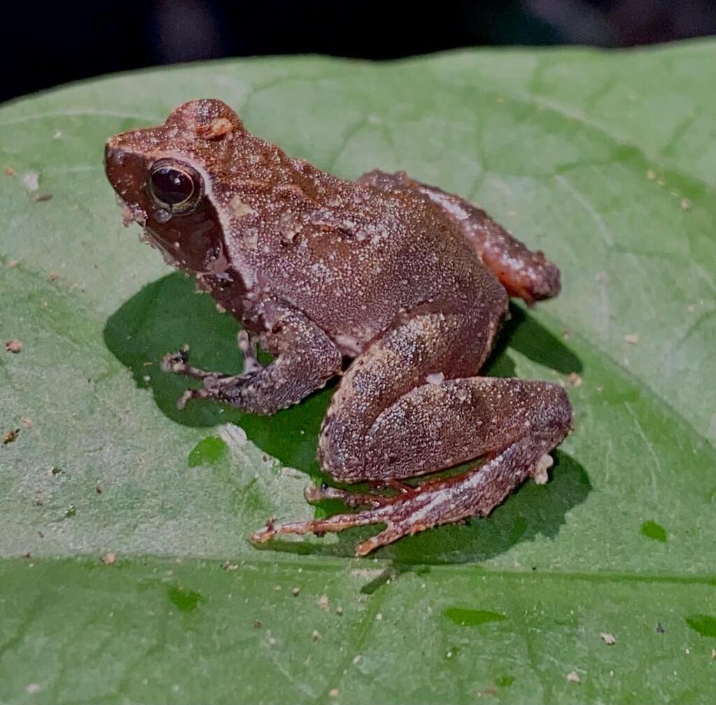 Intermediate Puddle Frog
