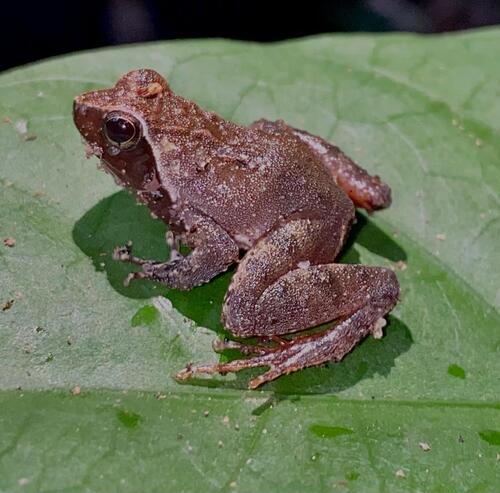 Phrynobatrachus intermedius