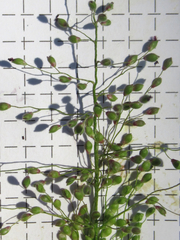 Dichanthelium sphaerocarpon