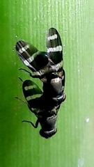 Ulidiinae