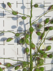 Dichanthelium sphaerocarpon