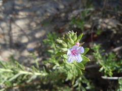 Lobostemon echioides
