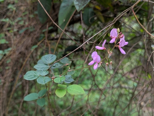Desmodium intortum, photograph 4