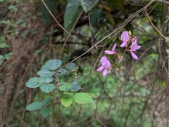 Desmodium intortum, photograph (c) David Anderson, some rights reserved (CC BY)