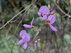 Desmodium intortum, photograph (c) David Anderson, some rights reserved (CC BY)