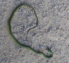 Philothamnus hoplogaster