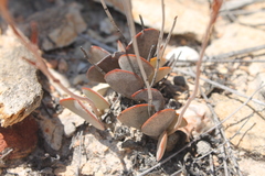 Adromischus