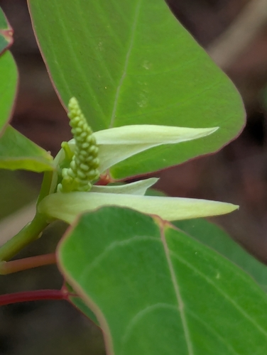 Homalanthus populifolius observed 2026-03-29