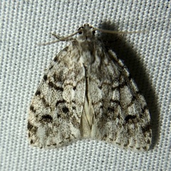 Clemensia ochreata