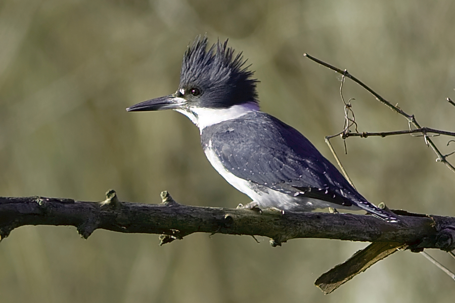 belted kingfisher (Clay Hill Memorial Forest Birds) · iNaturalist