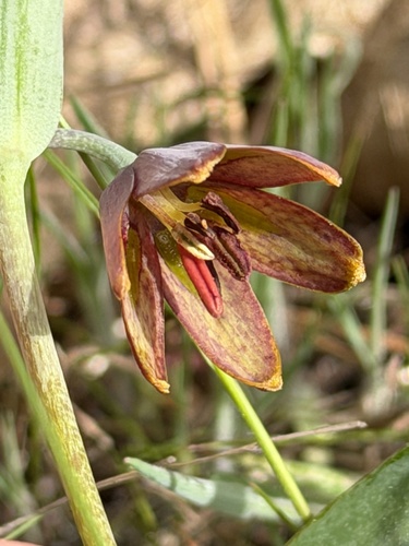 brown fritillary (Fritillaria micrantha)