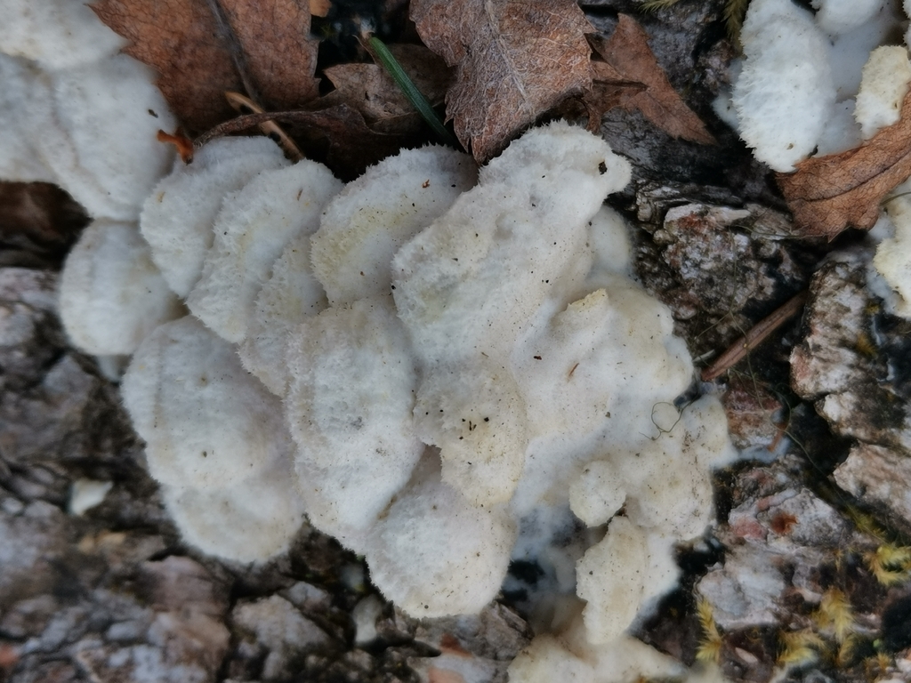 Gloeoporus dichrous