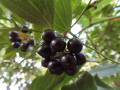 Smilax lanceifolia
