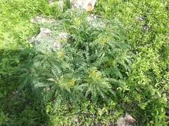 Astragalus macrocarpus