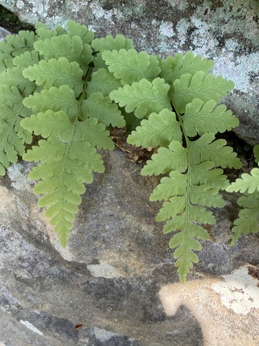 Tennessee bulblet fern (Cystopteris tennesseensis)