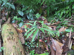Arisaema heterophyllum