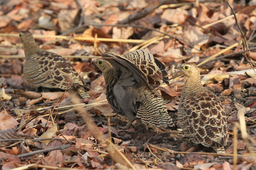Four-banded Sandgrouse (Pterocles quadricinctus)