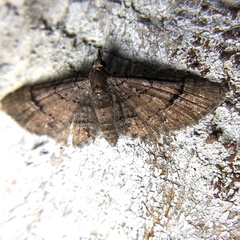Eupithecia peckorum