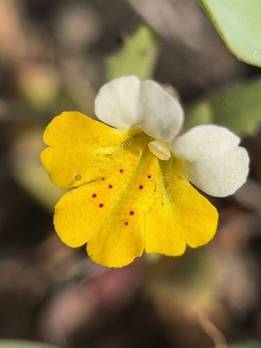 yellow and white monkeyflower (Erythranthe bicolor)