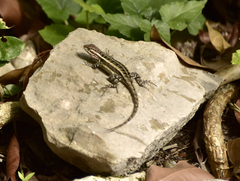 Sceloporus variabilis