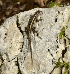 Sceloporus variabilis