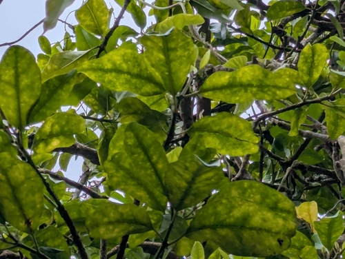 Parapara (Ceodes brunoniana)