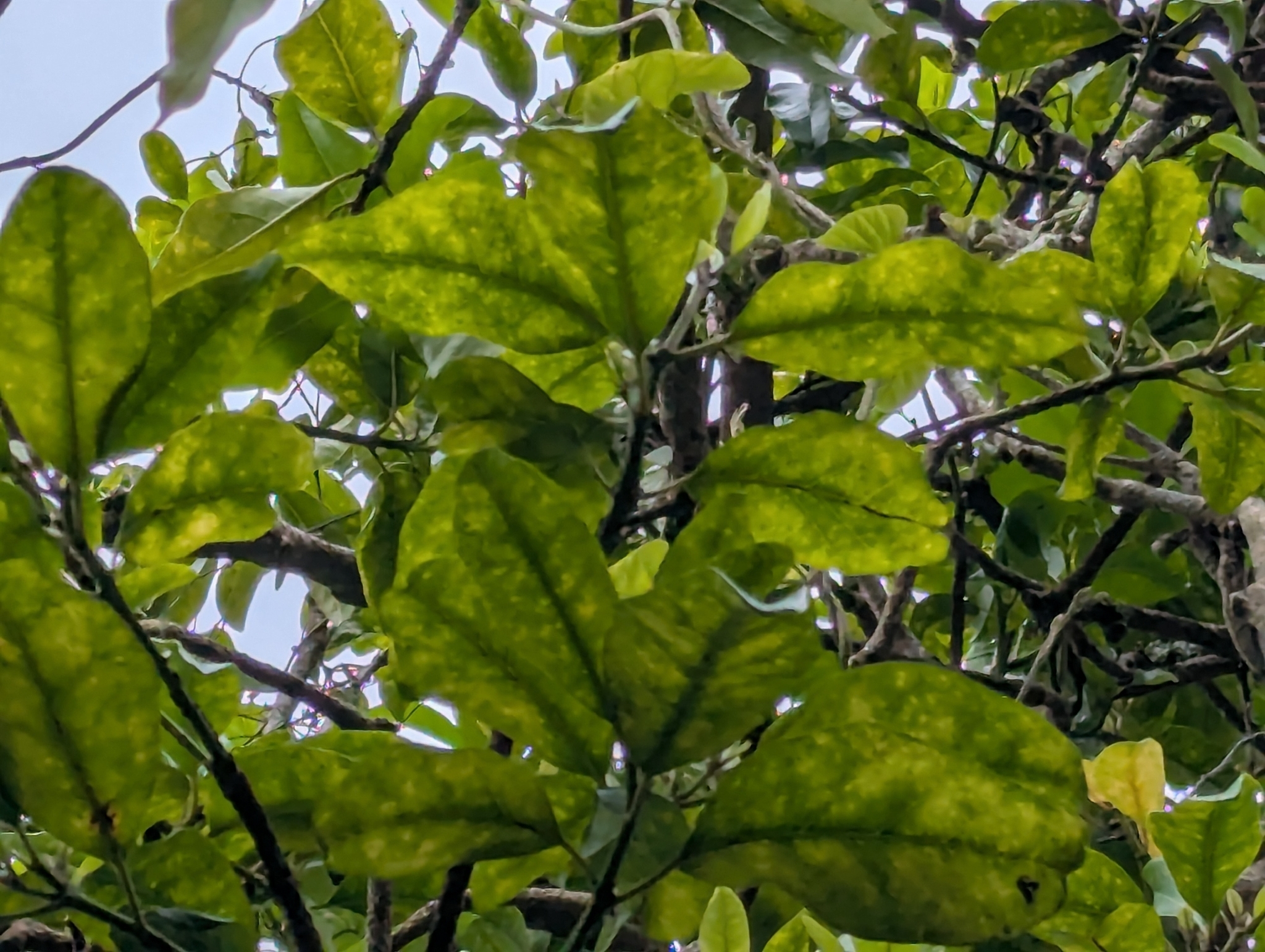 Parapara (Ceodes brunoniana)