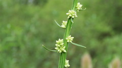 Baccharis phyteumoides