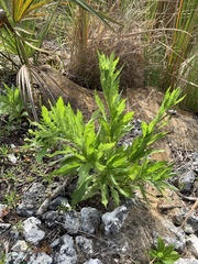 Erechtites hieraciifolius image