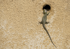 Timon lepidus lepidus