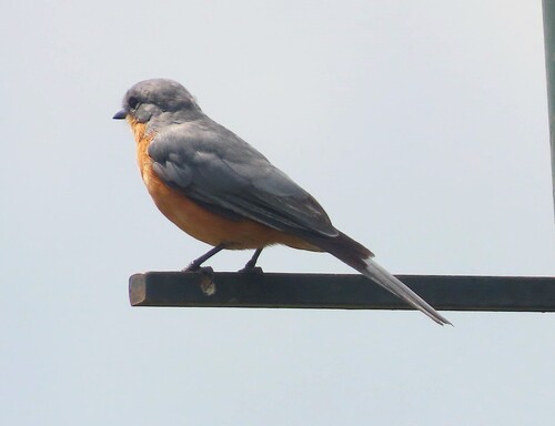 Silverbird (Empidornis semipartitus), photo 4