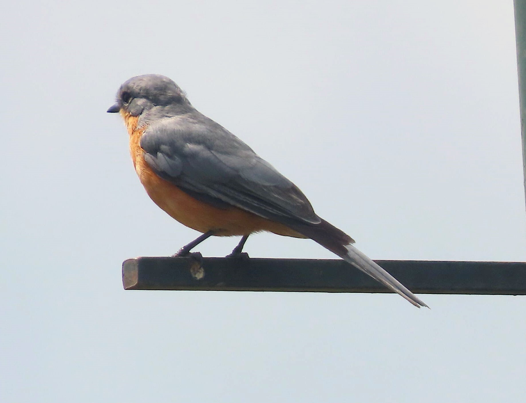 Silverbird (Empidornis semipartitus), photo 5