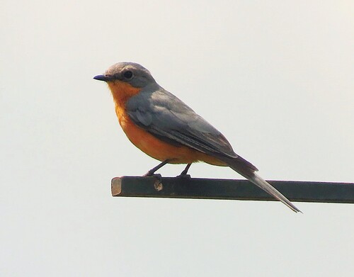 Silverbird (Empidornis semipartitus), photo 3