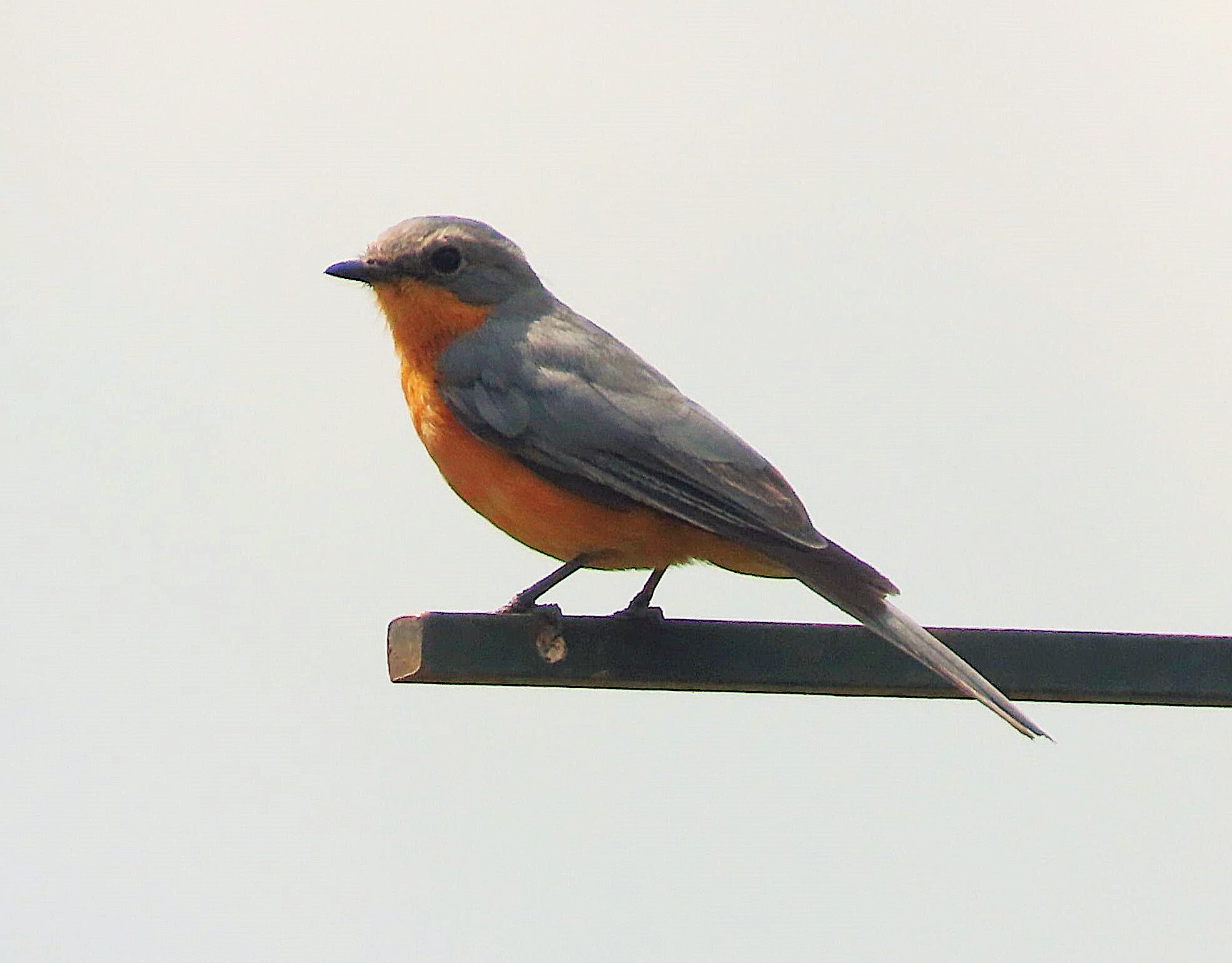 Silverbird (Empidornis semipartitus), photo 4