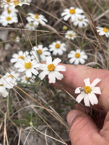 blackfoot daisy (Melampodium leucanthum)