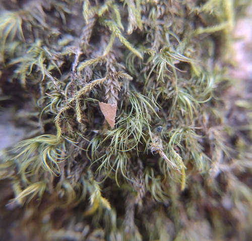 Long-leaved Notchleaf Moss (Paraleucobryum longifolium)