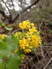 Berberis dictyota