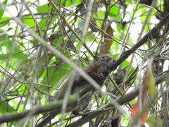Sciurus pucheranii
