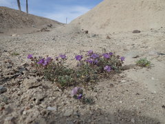 Phacelia crenulata crenulata