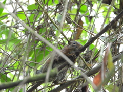 Sciurus pucheranii