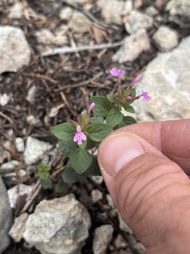 Slender Hedeoma (Hedeoma acinoides)